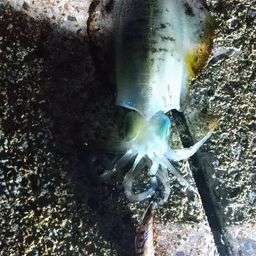 アオリイカ