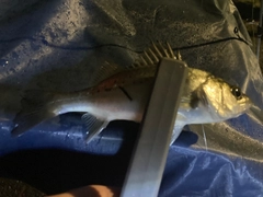 セイゴ(マルスズキ)の釣果