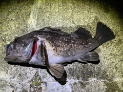 クロソイの釣果