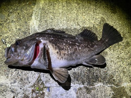 クロソイの釣果