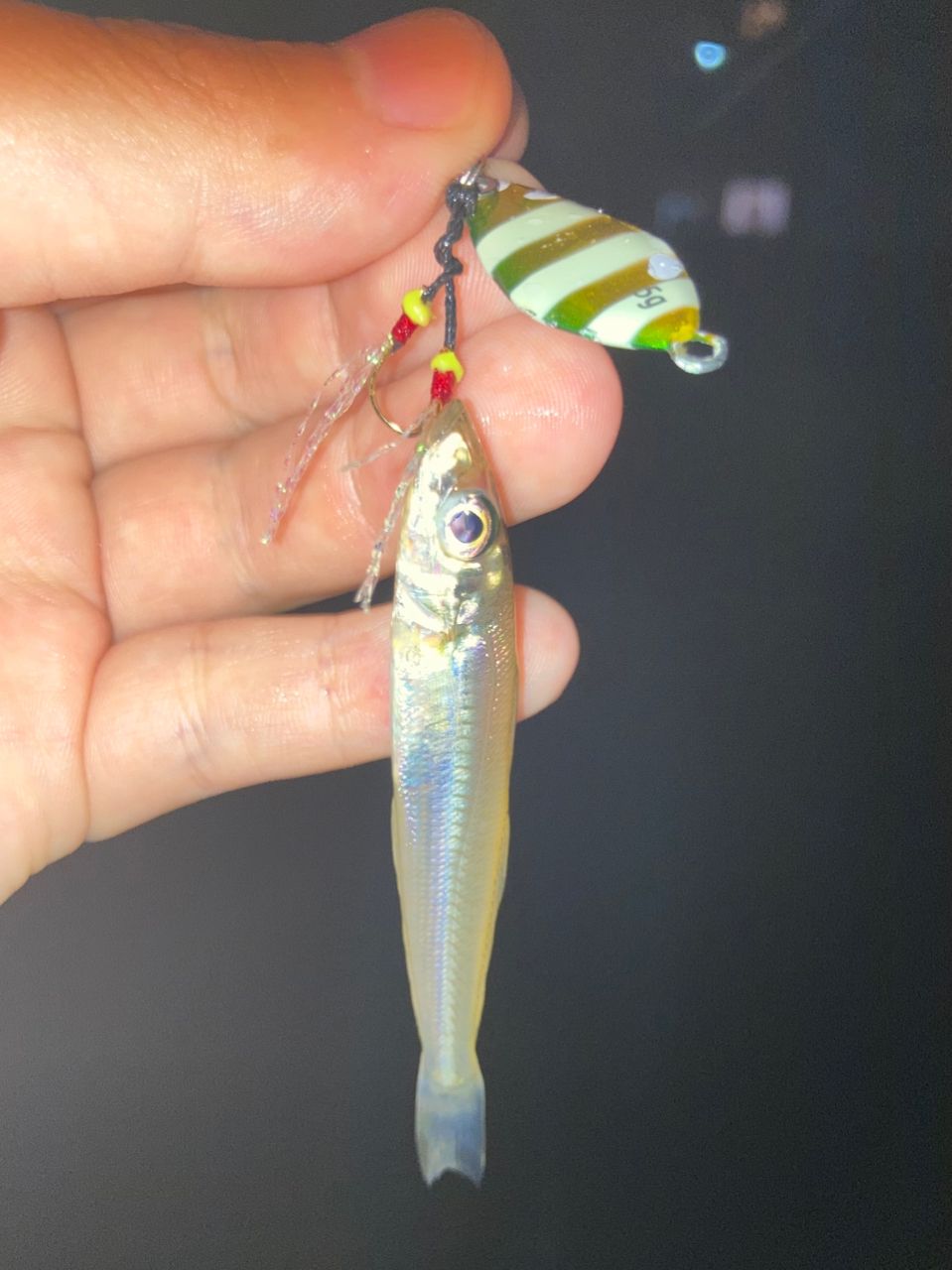 アブガルシア　ズームサファリ　ZMSS 505L フィッシングベルト　ルアー付 0036282991422_1.jpg