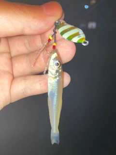 シロギスの釣果