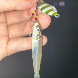 シロギス