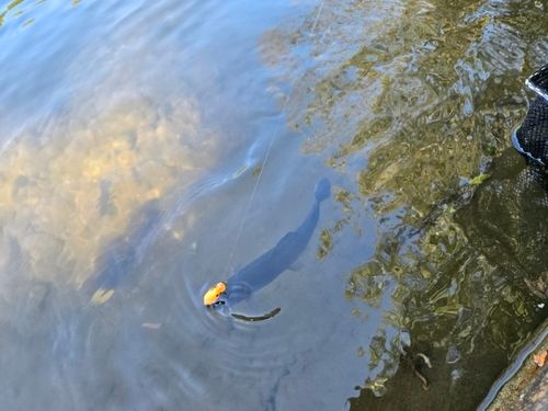 ニジマスの釣果