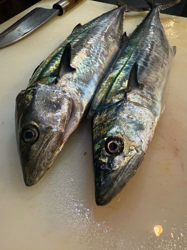 サゴシの釣果