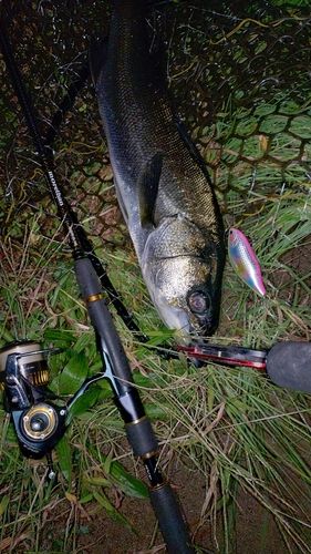 フッコ（マルスズキ）の釣果