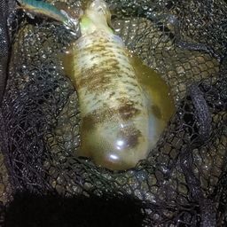 アオリイカ