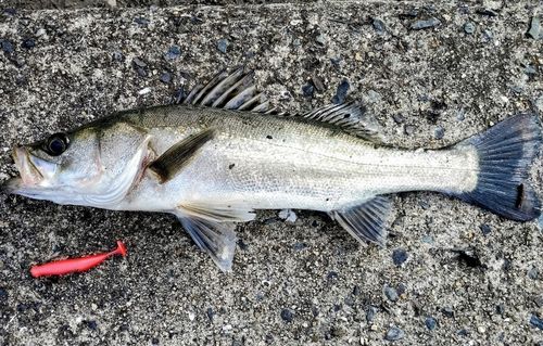 ハネ（タイリクスズキ）の釣果