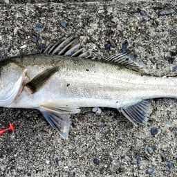 ハネ（タイリクスズキ）