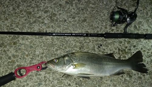 ヒラスズキの釣果