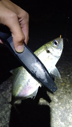 マアジの釣果