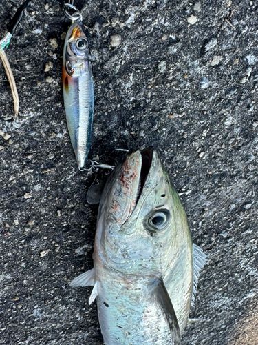 サゴシの釣果