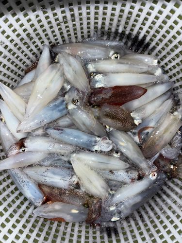 マメイカの釣果
