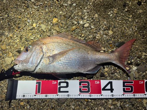 マダイの釣果