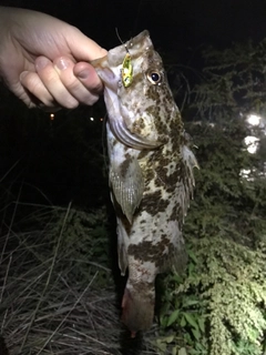 タケノコメバルの釣果