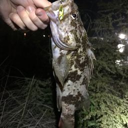 タケノコメバル