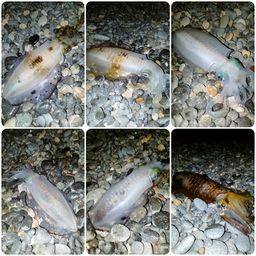 アオリイカ