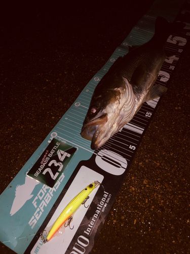 シーバスの釣果