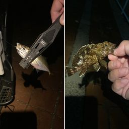 アジ