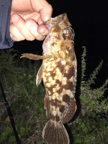 カサゴの釣果