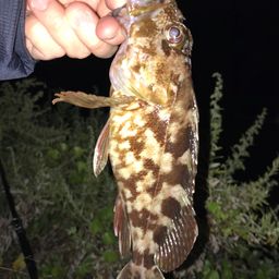 カサゴ