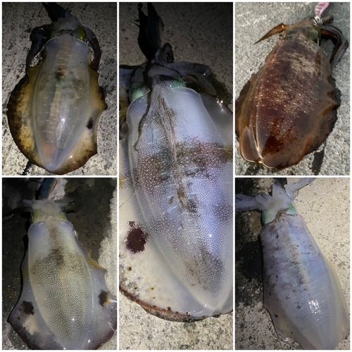 アオリイカの釣果