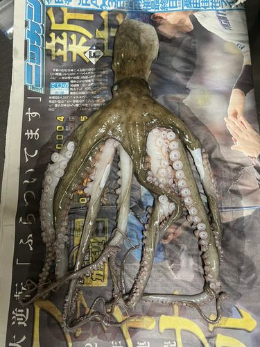 マダコの釣果