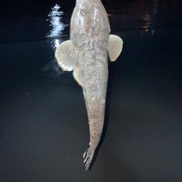 マゴチ
