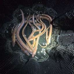 アナゴ