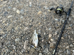 コトヒキの釣果