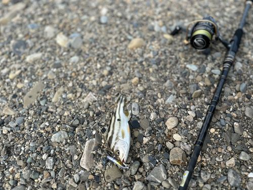 コトヒキの釣果