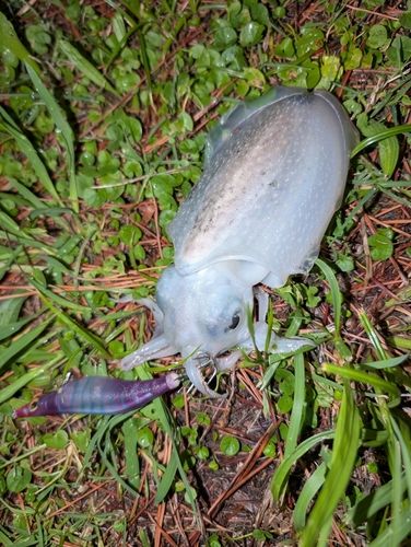 シリヤケイカの釣果