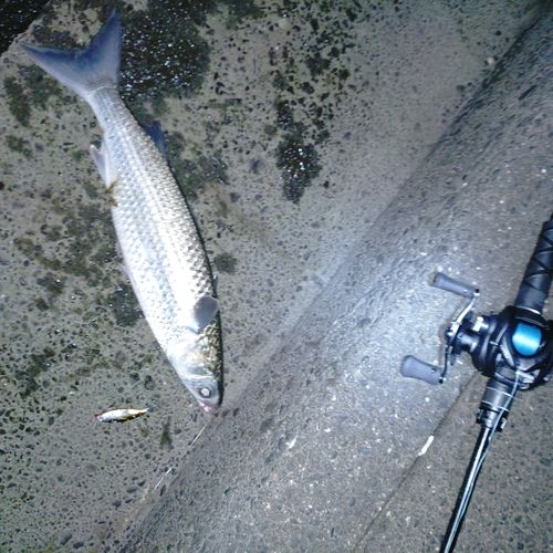 ボラの釣果