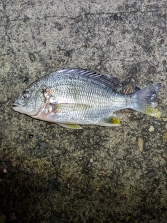 キビレの釣果