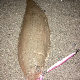 シタビラメ