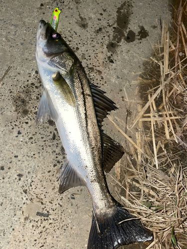セイゴ（マルスズキ）の釣果