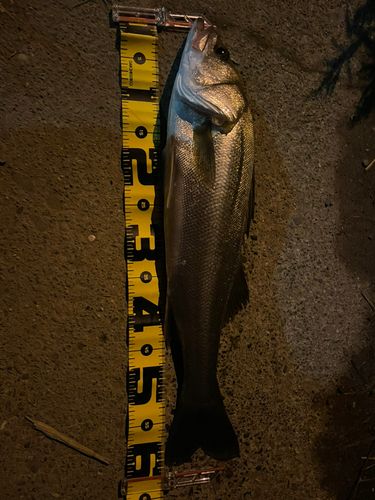 セイゴ（マルスズキ）の釣果