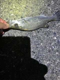 セイゴ（マルスズキ）の釣果