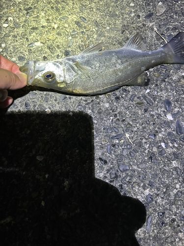 セイゴ（マルスズキ）の釣果
