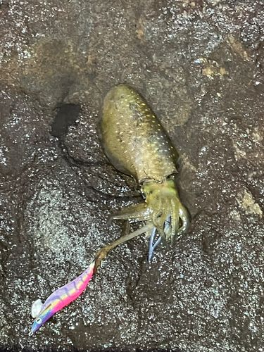 アオリイカの釣果