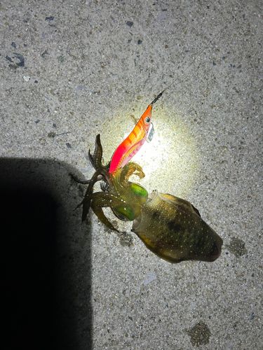 アオリイカの釣果