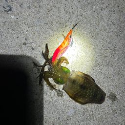 アオリイカ