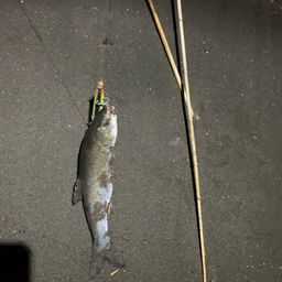 ウグイ