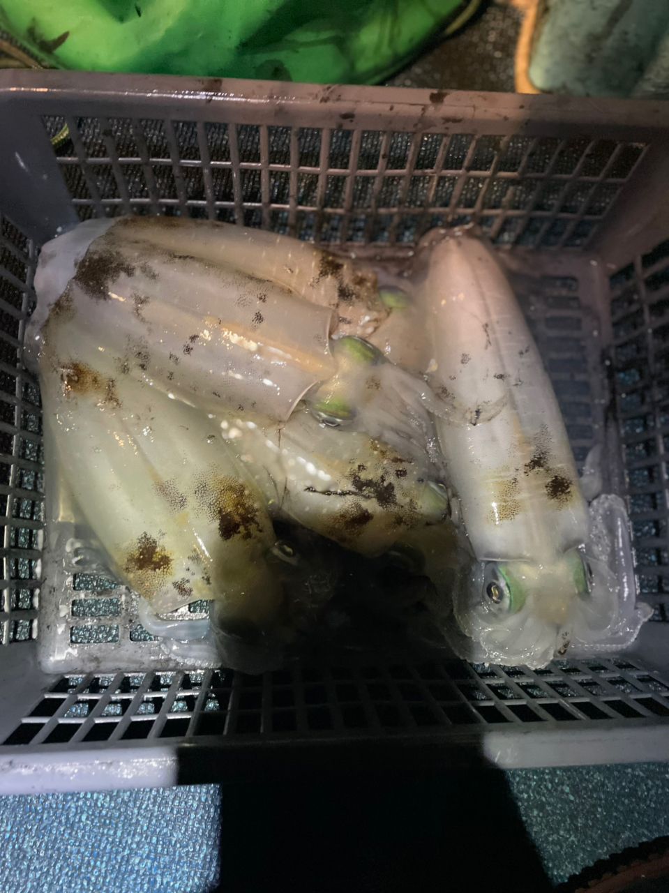 N.com🐱さんの釣果 1枚目の画像