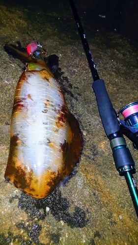 アオリイカの釣果