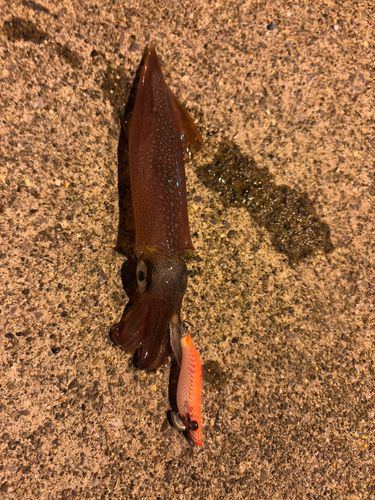 釜石湾