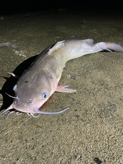 チャネルキャットフィッシュの釣果