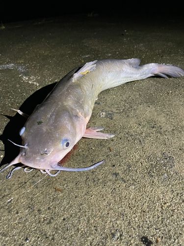 チャネルキャットフィッシュの釣果