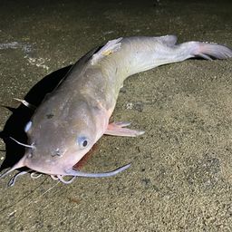 チャネルキャットフィッシュ