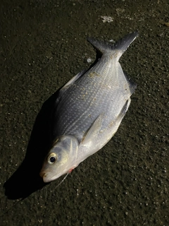 ダントウボウの釣果